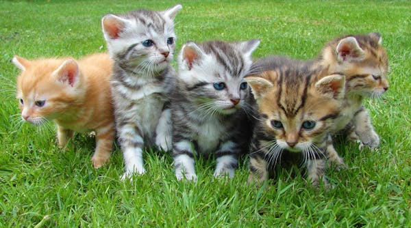 Pets